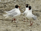 Marquenterre-gull-tern