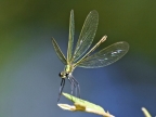 Île-de-France-dragonfly
