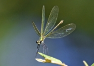 Île-de-France-dragonfly