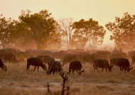 About 600 African Buffalos in….