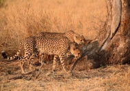 Cheetahs – males
