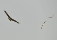 Martial Eagle chase by African Skimmers