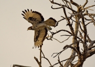 African Hawk-eagle – female