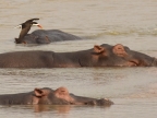 African Skimmer and Hippos