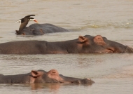 African Skimmer and Hippos