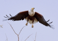 African Fish Eagle – female