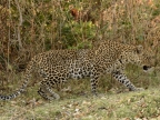 Female Leopard hunting in the morning