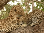 Female Leopard with her cub