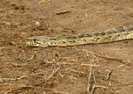 Southern African Python – young