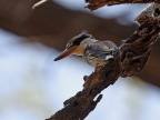 Striped Kingfisher – adult
