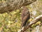 Western Banded Snake Eagle – immature