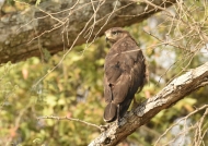 Western Banded Snake Eagle – immature