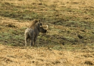Common Warthog – big tusk