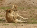 Lion cubs – play fighting