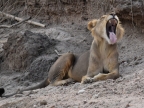 Male Lion – 4 years old – very powerful