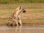 Spotted Hyena – male