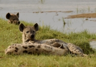 Spotted Hyenas – females