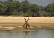 Two Male Thornicroft’s Giraffes near the Luangwa River