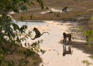 Yellow Baboons – view from our room