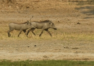 Young Common Warthogs