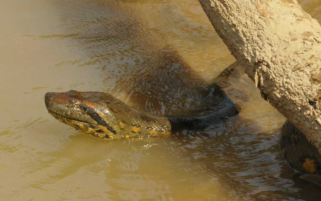 colombia giant anaconda los llanos anaconda rescue