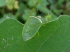 Bug (Nezara viridula)