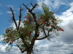 Argentina Ceibo tree (national flowers)