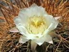 Argentina White flower of  « Cardones »