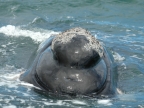 Head of Southern Right Whale
