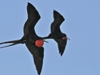 Male Frigatebirds