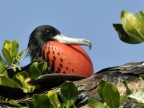 Male Frigatebird