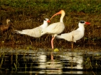 White Ibis & Caspian Terns