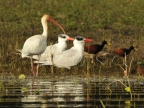 White Ibis, Terns & Jacanas