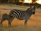 Zebra & young one