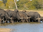 Buffaloes at Hwange NP