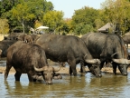 Buffaloes at waterhole