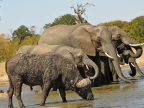 Elephants sharing water