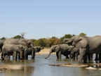 Elephants at Waterhole