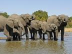 Elephants at Waterhole