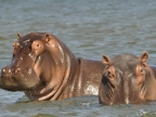 Hippos « spy »