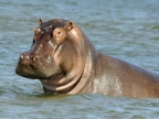 Inquisitive Hippo