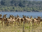 Herd of Impalas