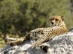 Cheetah peering at rest