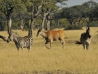 Zebras & Eland