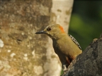F. Red-crowned Woodpecker