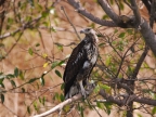 Juvenile African Fish Eagle