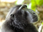 Indonesia – North-Sulawesi – Crested Macaque