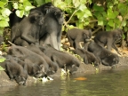 Thirsty Crested Macaques