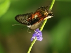 Violet Lacewing