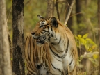 India – Pench NP – Tiger